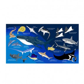 [17166] 상어 (블루)_스포츠 타월 110cm x 60cm